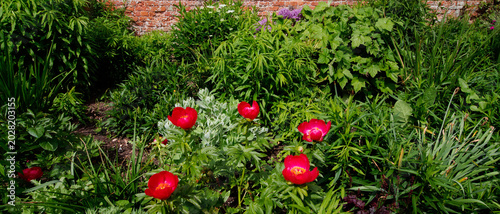 Traditional old walled english cottage garden worcestershire England UK