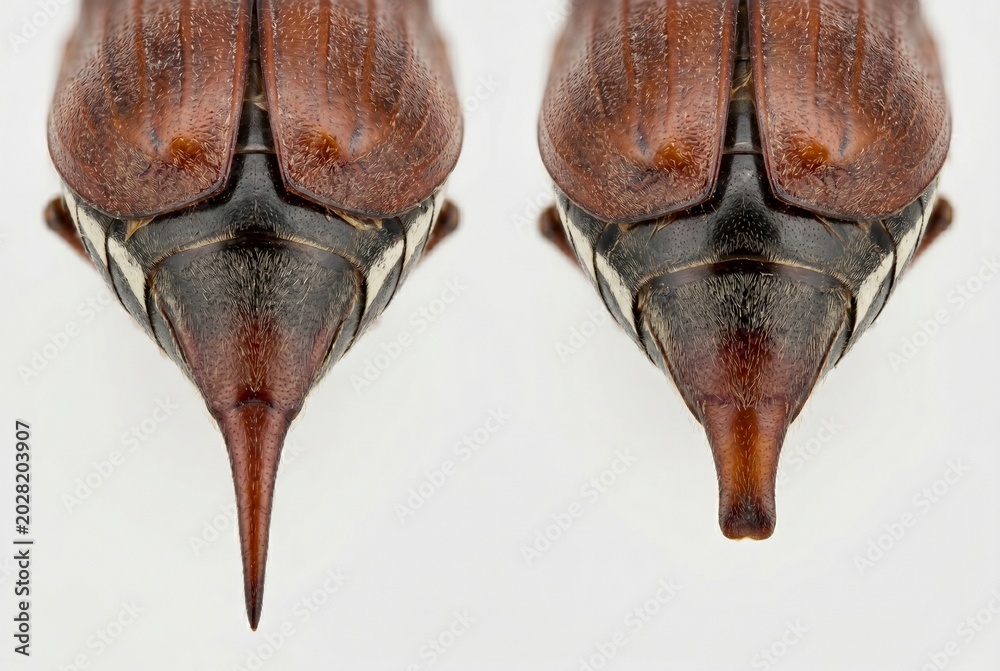 Obraz premium Macro comparison of cockchafer pygidium morphology on white background