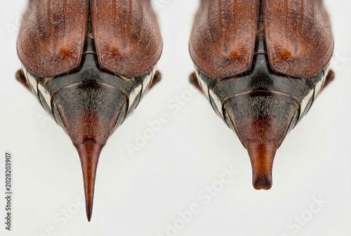 Macro comparison of cockchafer pygidium morphology on white background