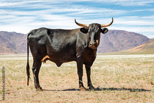 Schilderij op canvas Free-Range bovine roaming the open arid plains