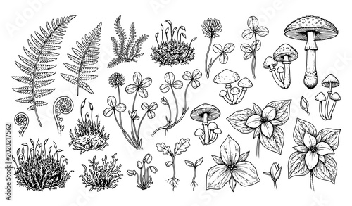 Botanical Forest Plant and Mushroom Hand Drawn Illustration Set