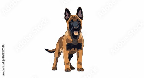 Alert guard dog, with erect ears and panting tongue, stands on white