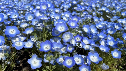 Cuadro en lienzo Close-up of countless beautiful bright blue and white Nemophila baby blue eyes f