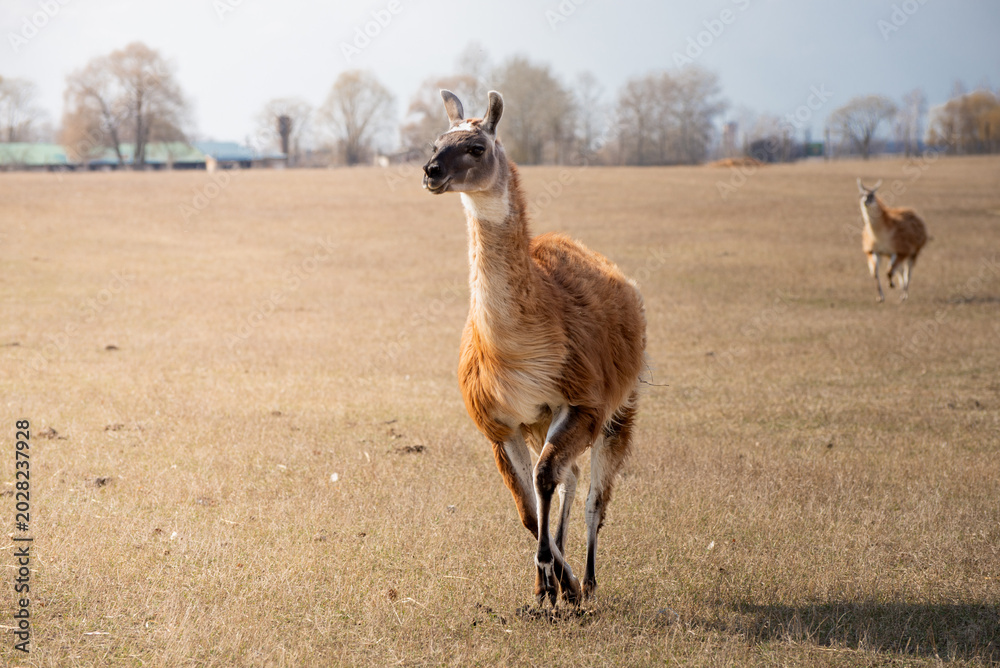 Fototapeta premium Llama walking across dry meadow in countryside landscape. Rural farm landscape with soft natural light and shallow depth of field. Guanaco Running Across Open Field. Wildlife Action Portrait