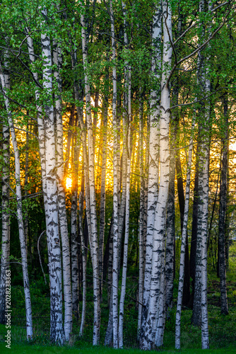 Foto White Birch Trees with Sun Rays Through Woods, Finnish Nature