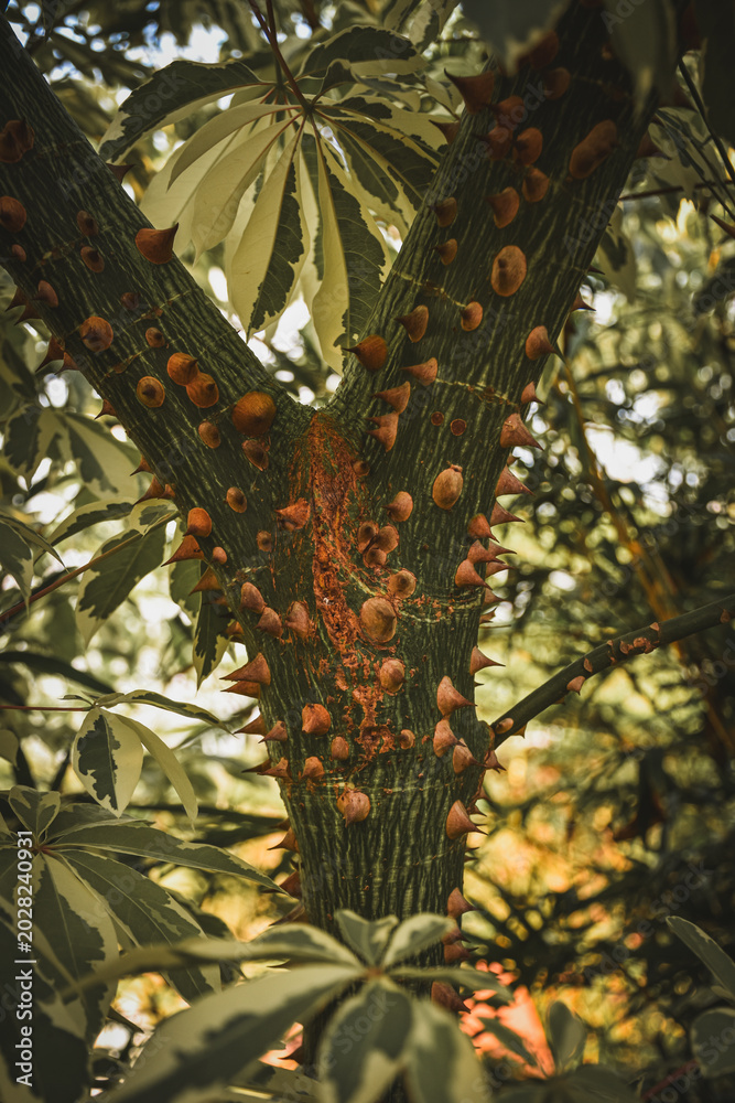 Obraz premium Close-up of cannonball tree trunk bearing orange flowers and buds, commonly known as Nagalinga flower tree (Couroupita guianensis), a tropical ornamental tree often found near temples and gardens