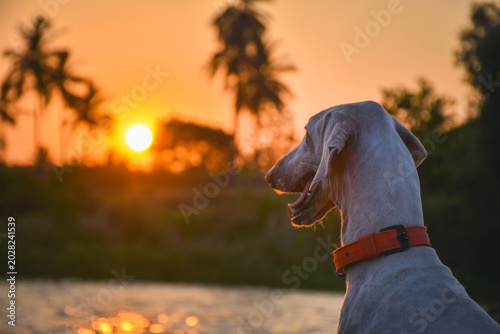 Bilde på lerret Mudhol Hound enjoying a golden sunset by the lakeside in Karnataka, showcasing o