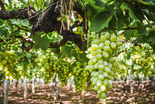 Obraz na plátne Abundant cluster of fresh green grapes growing on a vine, symbolizing prosperity