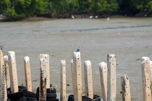 Small blue bird perched on weathered wooden posts