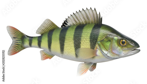 A vibrant green and black striped perch fish isolated on a transparent background