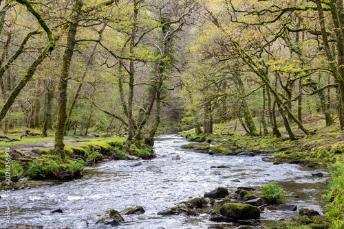 river in the forest