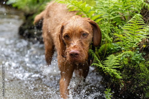 vizsla dog in the water