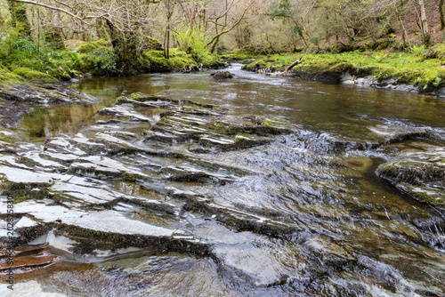river in the forest