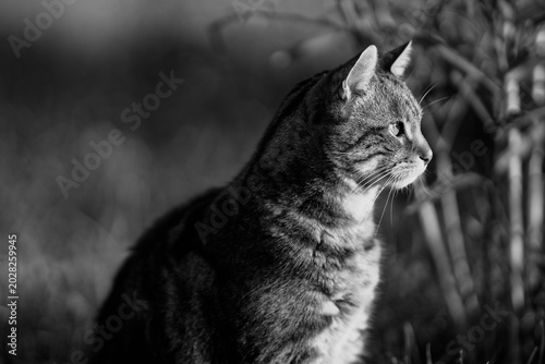 Tableau sur toile Portrait de chat en noir et blanc