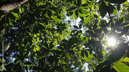 Lush Green Foliage with Sunlight Filtering Through a Dense Tropical Canopy