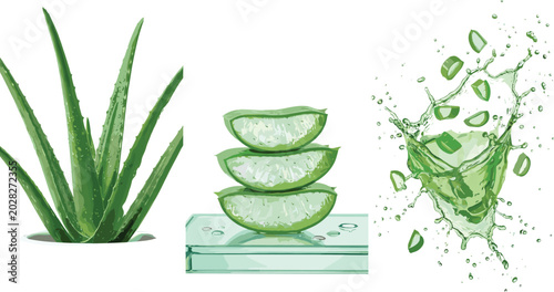 Bild auf Leinwand Aloe Vera and Gel Collection with Fresh Leaves, Sliced Aloe, and Aloe Extract Sp