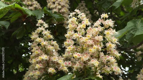 Blooming horse chestnut tree with lush white flowers and green leaves in springtime. Bees fly above the blossoms, collecting nectar and creating a vibrant natural atmosphere full of life and seasonal 