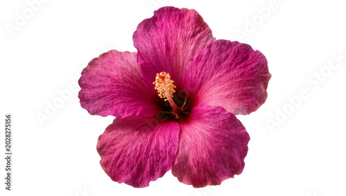 Valokuva Vibrant pink hibiscus flower with yellow stamen