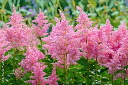 Tableau sur toile Pink Astilbe flowers blooming in the summer garden
