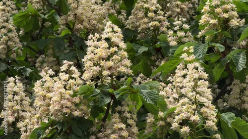 Blooming horse chestnut tree with lush white flowers and green leaves in springtime. Bees fly above the blossoms, collecting nectar and creating a vibrant natural atmosphere full of life and seasonal 