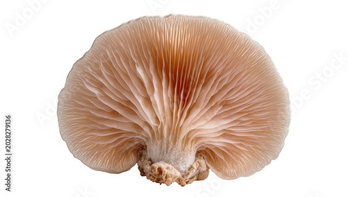 Konstfotografi Oyster mushroom underside with delicate gills