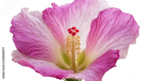 Foto Pink and white hibiscus flower stamen pistil detail