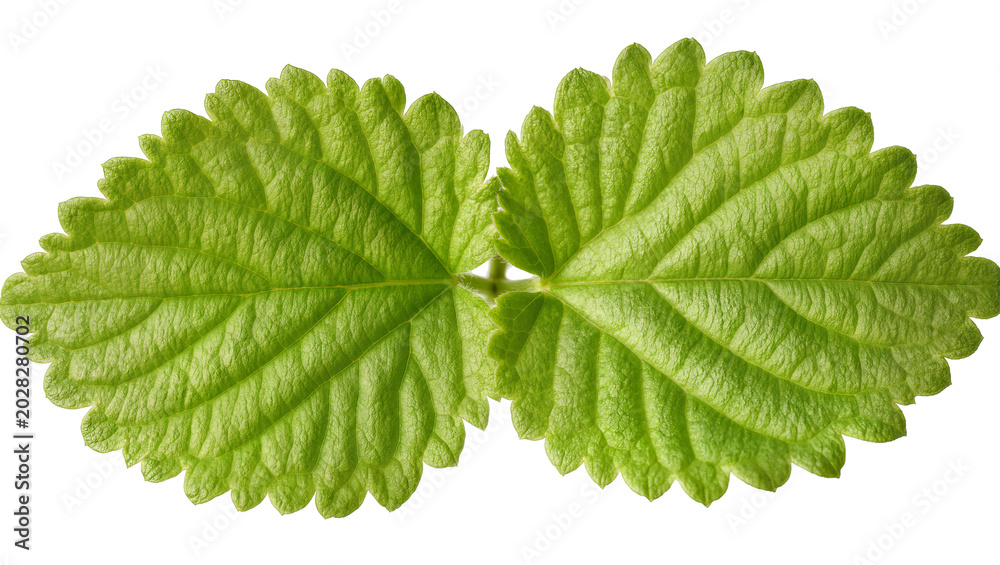 Αυτοκόλλητο Two green serrated leaves with prominent veins