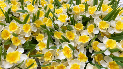 Fotografie Bright background of dense artificial yellow and white daffodil flowers with gre