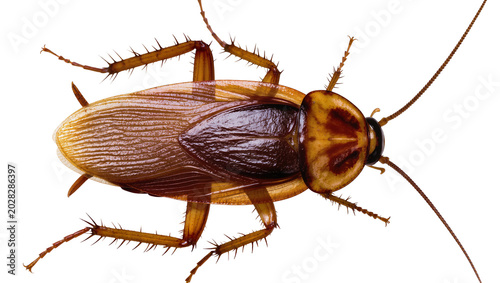 Tableau sur toile Brown cockroach with long antennae and spiky legs