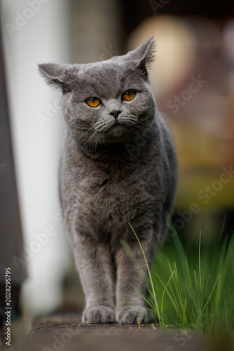 Elegant gray British Shorthair cat with striking amber eyes standing outdoors in soft natural light.