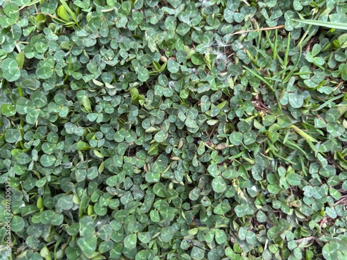 A dense carpet of vibrant green clover and blades of grass creates a lush, natural ground cover, evoking a sense of growth and renewal.