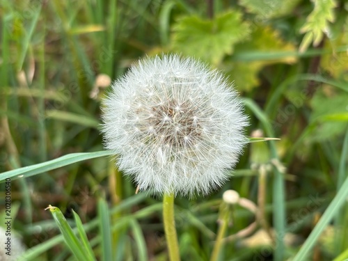 A fluffy dandelion seed head stands tall in a grassy field, ready to disperse its seeds to the wind, symbolizing hope and new beginnings.