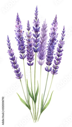 Fresh purple lavender flowers in bloom - Beautiful bunch of vibrant lavender flowers standing upright and in full bloom, perfect for nature and floral designs.