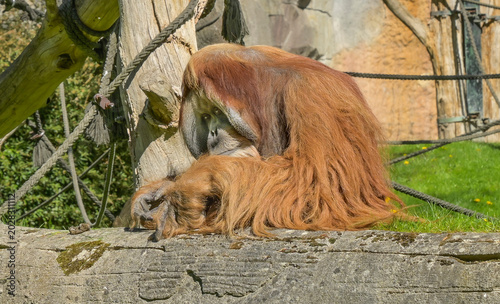 Obraz na płótnie Orang Utan, Pongoland, Affen-Anlage, Zoo, Pfaffendorfer Straße, Leipzig, Sachsen
