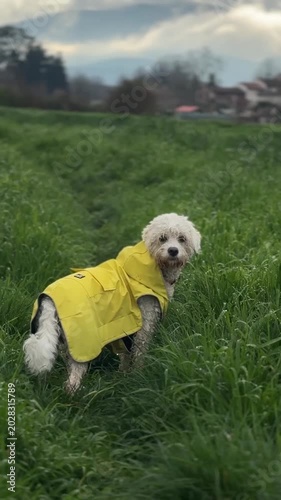 Small white dog wearing yellow raincoat standing in tall green grass on countryside field during cloudy day. Cute pet outdoor portrait with natural motion.