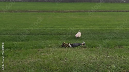 Happy child rolling on green meadow while playful dog runs and interacts outdoors. Joyful family lifestyle scene with friendship, fun and carefree movement in nature.