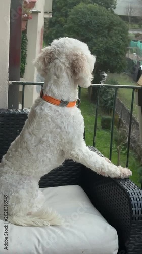 Calm dog sitting on armchair balcony while wind blows fur and ears. Cozy pet moment outdoors with relaxed atmosphere, natural light and peaceful lifestyle feeling.