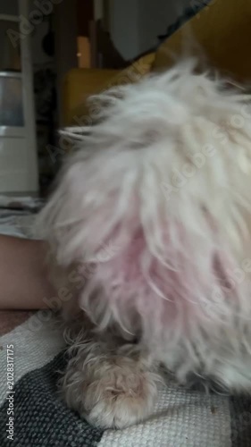 Playful dog attempting to take snack from owner closed hand during training game. Cute pet interaction showing curiosity, obedience and reward behavior indoors.