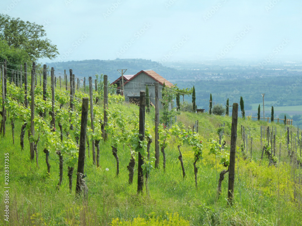 Fototapeta premium Ihringen Kaiserstuhl Germany Vineyard Vista