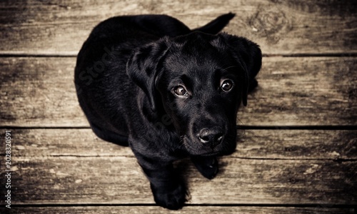 Fotografía black labrador retriever