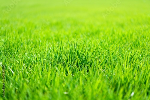 Closeup of vibrant green grass