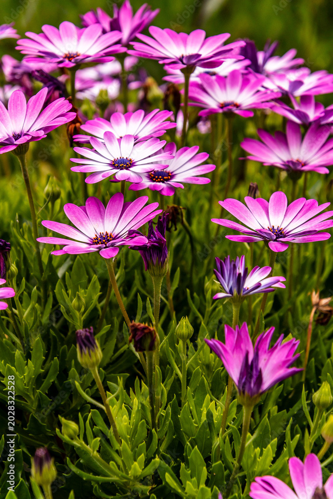 Obraz premium Osteospermum fruticosum pertenece a la familia Asteraceae.