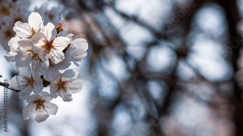Obraz na plátně 春の光に包まれた桜の花を写した余白のある季節の背景素材