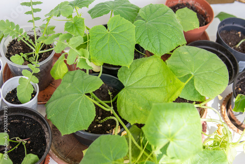 Quadro su tela Cucumber leaves close up