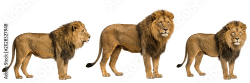 Photography A set of majestic male lions standing isolated on white background, wild savanna