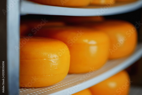 Several wheels of cheese in yellow latex lie on the shelves. A farm product made from natural ingredients. A delicious hard cheese. Wheels of cheese. A dairy product. Perfect for illustrating recipes,