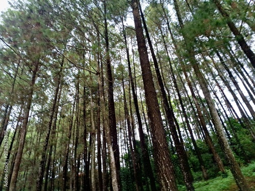 Quadro su tela green and shady pine forest with many trees