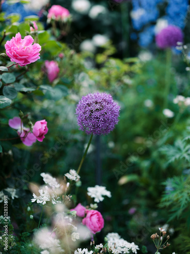 Tableau sur toile Colorful blooming garden flowers with dreamy natural bokeh