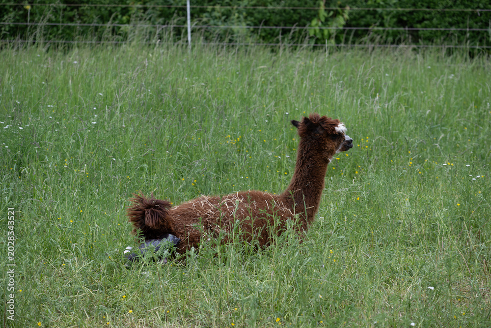 Fototapeta premium alpaka geburt, tier natur lama familie
