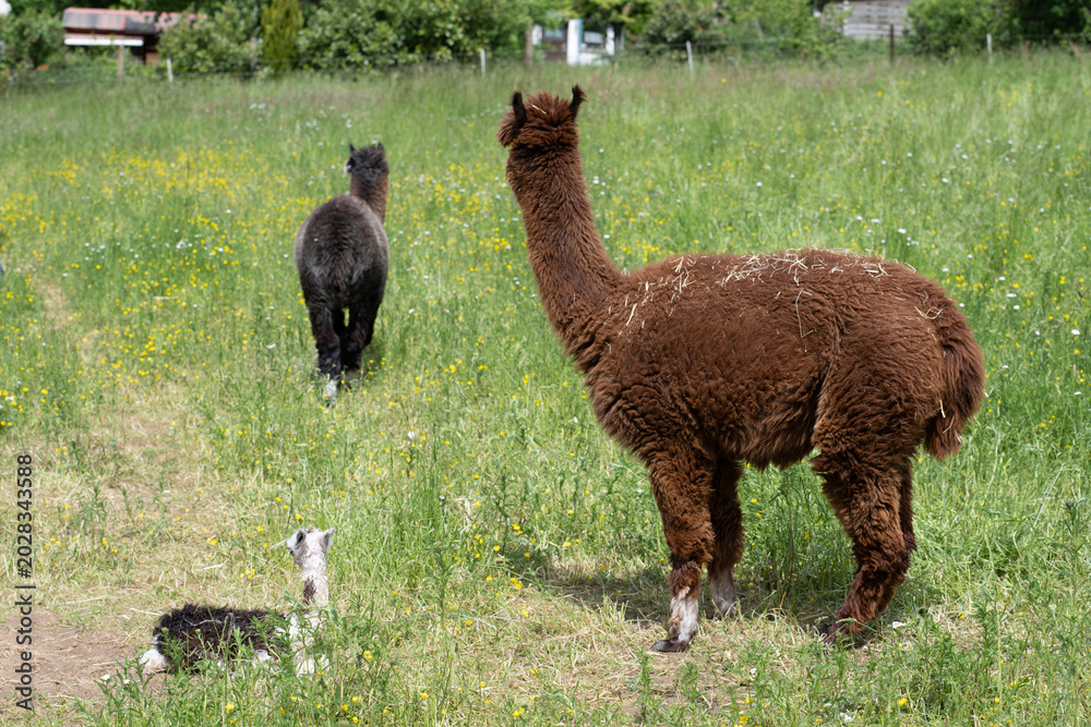 Fototapeta premium alpaka tier natur lama familie